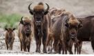wisent.png
