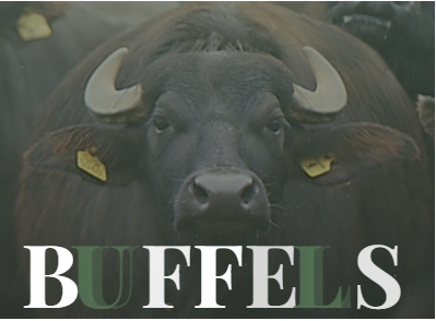 buffels.png