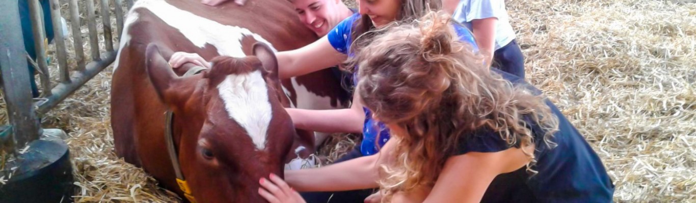 Activiteiten - Lente op de boerderij.jpeg