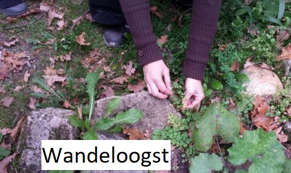 wandeloogst.png