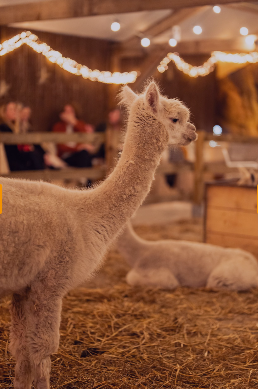 kerst alpaca.png